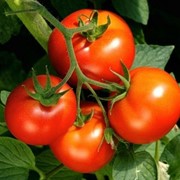 Семена томатов Яна фото