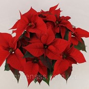 Пуансеттия (молочай красивейший) Крисмас Филингс -- Euphorbia pulcherrima Christmas Feelings фотография