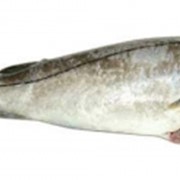 Свежемороженая рыба Пикша потрошеная без головы фото
