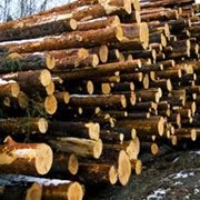 Закупка леса, древесины фото