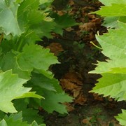 Саженцы столовых сортов винограда в больших количествах. фото