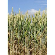 Пшеница элита - Урожай 2013 года возможен экспорт фото