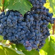 Винограда смесь сортов "Молдова"