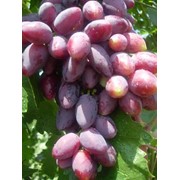 Саженцы винограда Дунов Крым, продажа, выращивание, цена фото