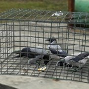Ловушка для ворон КОРВУС-1 фото