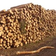 Оцилиндрованная древесина, Западная Украина, смерека фото