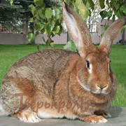 Кролик порода - Серый Великан фото