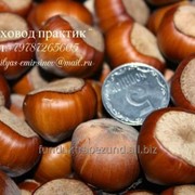 Фундук Трапезунд - вегетативные однолетки, двухлетка на сезон 2016-2018 фотография