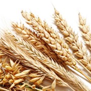 Семена озимой пшеницы Фиделиус фотография