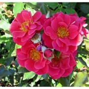 Саженцы однолетних роз Melusina фото