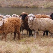 Овцы (молодняк) фото