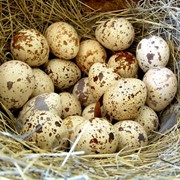 Яйца перепелиные без ГМО фото
