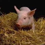 Виращивание и продажа свиней
