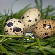 Яйца перепелиные пищевые, купить Харьков фотография