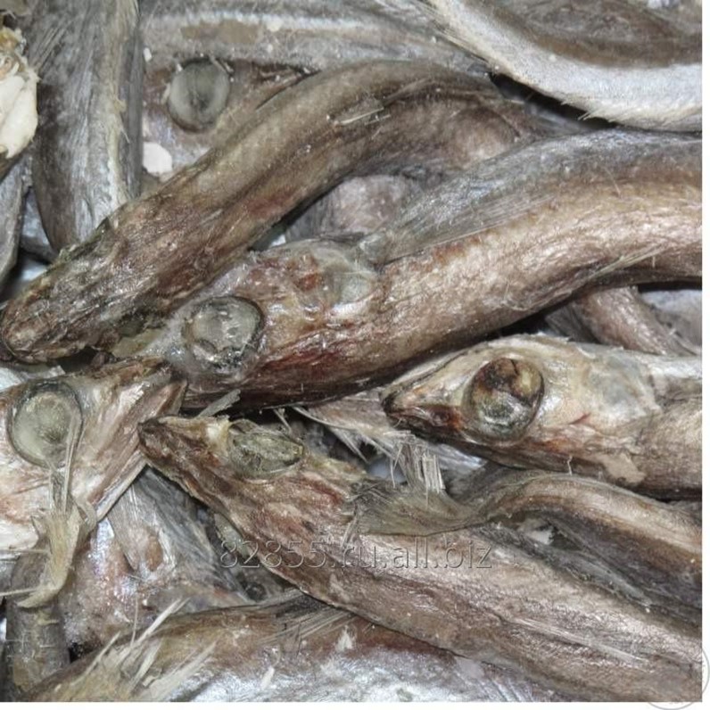 Спинки путассу. Путассу можно собакам. Путассу можно собакам. Путассу вестрыбфлот. Путассу свежемороженая.