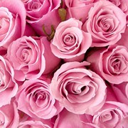 Розы розовые оптом.