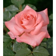 Розы кустарниковые, Роза Артюр Рембо фото