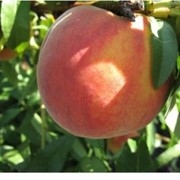 Персик сочный фото