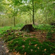 Фоторабота Присяду – и в путь фото