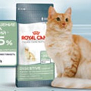 Корм сухой для кошек фото