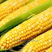 Семена кукурузы Билозирский