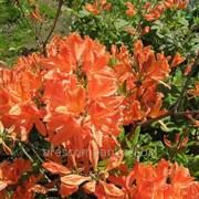Рододендрон Rhododendron R Scarlet Wonder обхват ствола 20-30