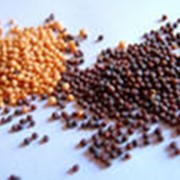 Продажа на экспорт-семена рапса, семена горчицы, семена кориандра, подсолнечник кондитерский фотография