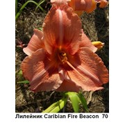 Лилейник “Karibian Fire Biakon“ - Hemerocallis “Karibian Fire Biakon “, фото, каталог, описание фото