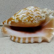 Ракушка раковина Стромбус синуатус 9,3 фотография