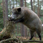 Охота на дикого кабана Киевская, Черниговская области, Крым фотография