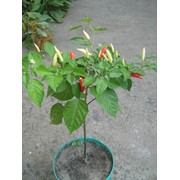 Семена перца острого Pepper Aji Omnicolor, C. Baccatum фото