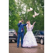 Голуби на свадьбу фото