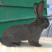 Крольчата “Бельгійський фландр“ фотография