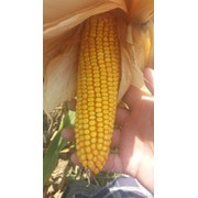 Семена кормовой кукурузы Borja F1 фотография