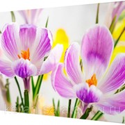 Картина на холсте 40х50 д845 фото