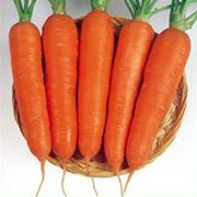 Морква фото