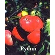 Саженцы яблони Слава Рубин (зимові) фото