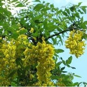 Акация желтая (Caragana arborescens) фото