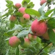 Деревья плодовые: яблоня, вишня