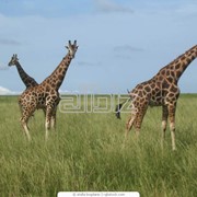 Сафари в Африке фото