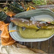 Воспроизводство рыбы и водных биоресурсов фото