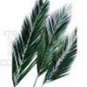 Феникс лист 150/175 зеленый