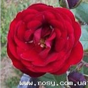 Розы флорибунда и полиантовые фото