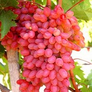 Саженец винограда “Тайфи розовый“. фото
