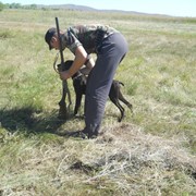 Натаска и полевые испытания охотничьих собак фото
