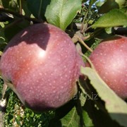 Сорт яблок “Весяліна“ фотография