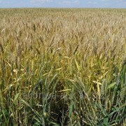 Семена озимой пшеницы МВ 37-14