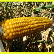 Семена кукурузы Каскад 166 АСВ ФАО – 170