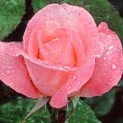 Розы розовые фото