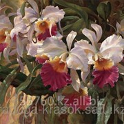 Картина по номерам Белые орхидеи фотография